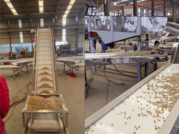 夏威夷果篩分輸送生產線介紹